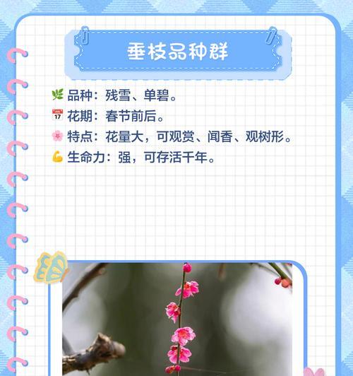 梅花有哪些品种？各自的开花时间是什么时候？