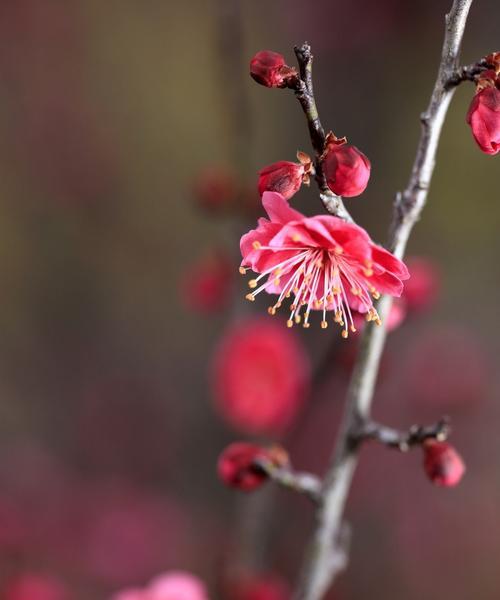 梅花有哪些品种？各自的开花时间是什么时候？