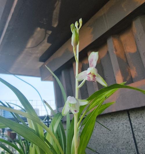 哪些花适合在阳台养？阳台养花的注意事项是什么？