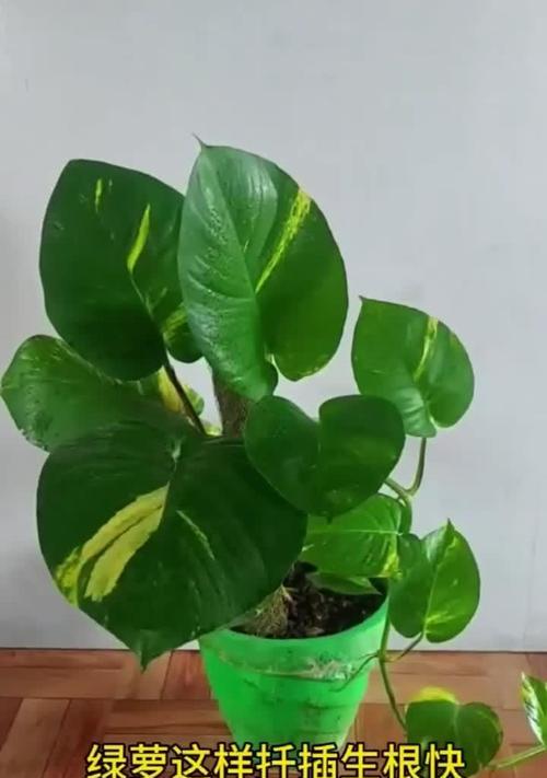 绿萝生根的秘诀是什么？