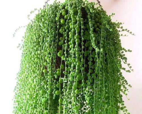 绿叶吊兰品种特点？如何挑选？