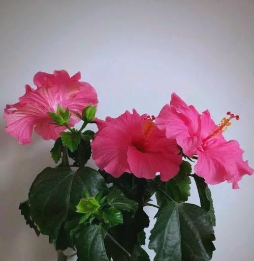 木本花种类有哪些？它们的养护要点是什么？