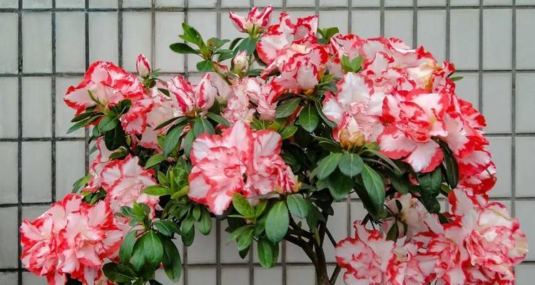 木本花种类有哪些？它们的养护要点是什么？