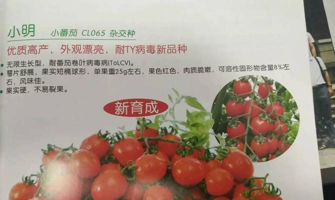 常见的番茄品种有哪些？如何选择适合的番茄品种？