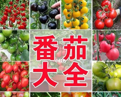 常见的番茄品种有哪些？如何选择适合的番茄品种？