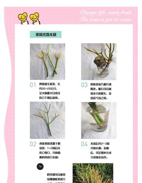 水培植物换水的正确步骤是什么？