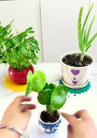 水培植物换水的正确步骤是什么？