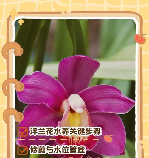 水培植物换水的正确步骤是什么？