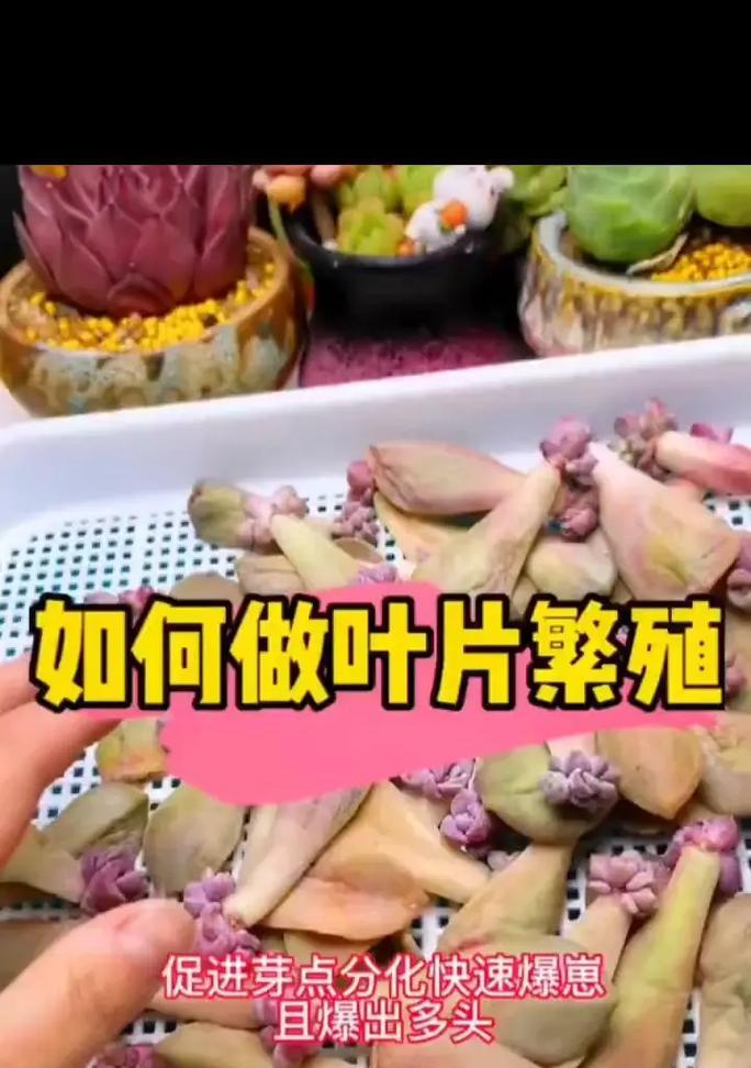 叶插的正确步骤是什么？叶插有哪些常见问题？