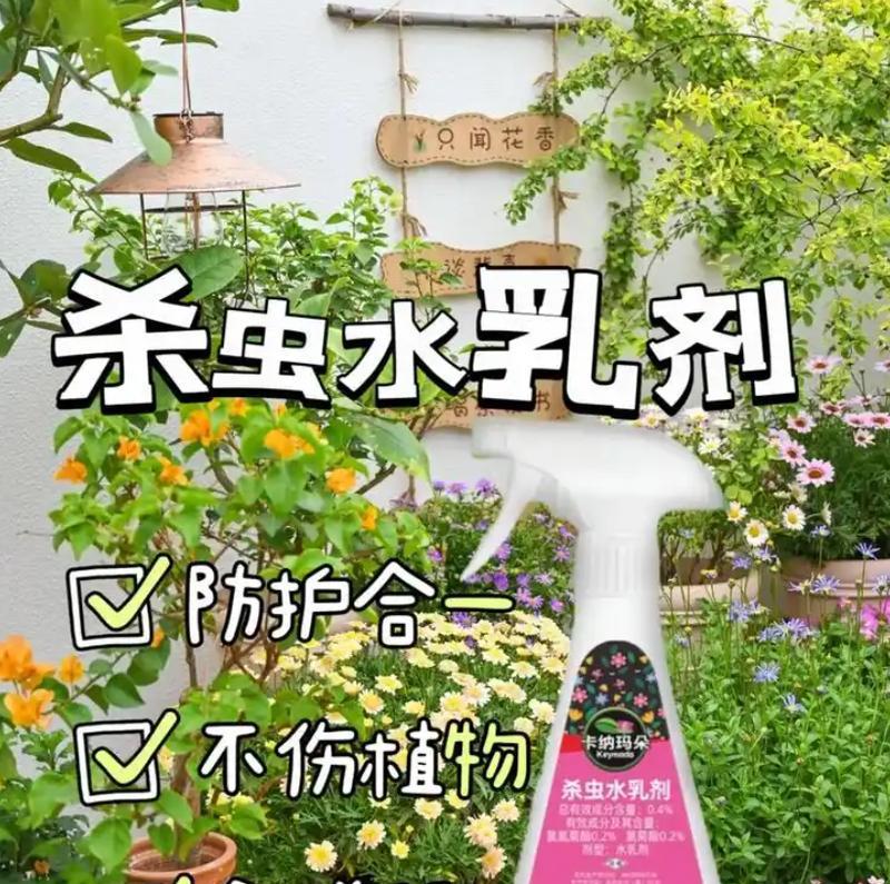 鹅掌柴虫害的防治措施有哪些？