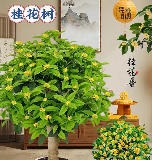 桂花树盆栽有哪些品种？如何选择适合的桂花树盆栽品种？