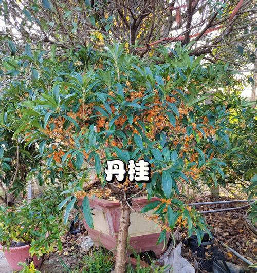 桂花树盆栽有哪些品种？如何选择适合的桂花树盆栽品种？