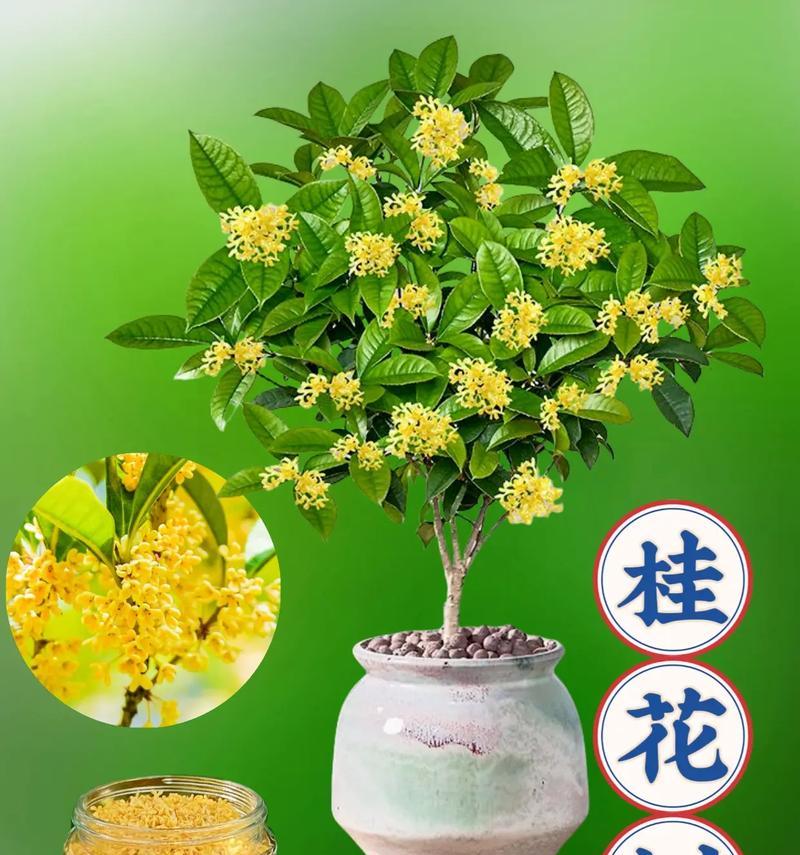 桂花树盆栽有哪些品种？如何选择适合的桂花树盆栽品种？