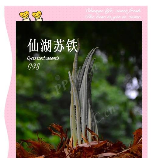 苏铁属于哪一类植物？它有哪些独特的生长习性？