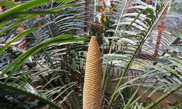 苏铁属于哪一类植物？它有哪些独特的生长习性？