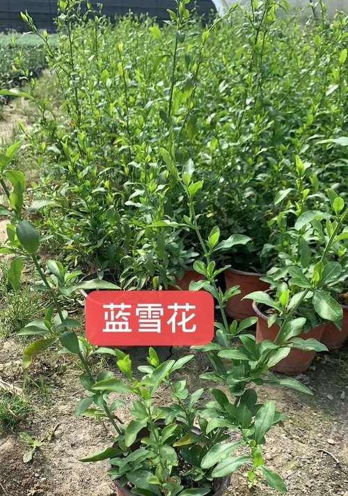 蓝雪花种植方法是什么？如何确保其良好生长？