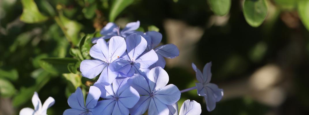 蓝雪花种植方法是什么？如何确保其良好生长？