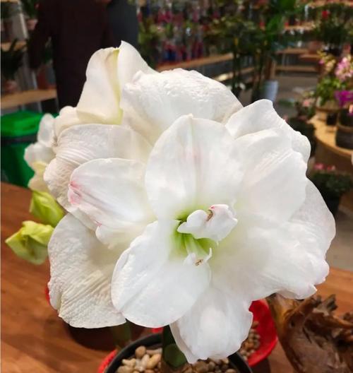 朱顶红有哪些品种？不同品种朱顶红的花色和形态有何区别？