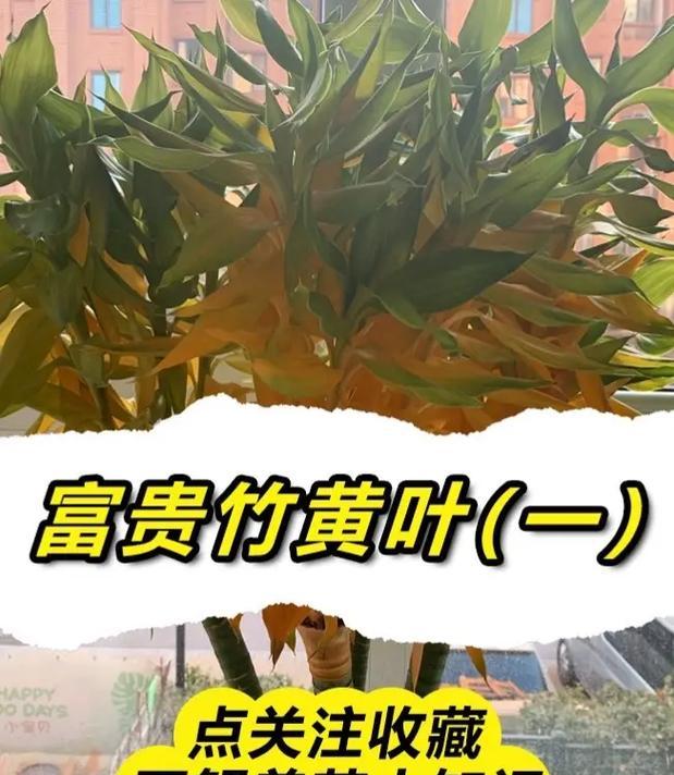 冬天富贵竹的养护要点是什么？