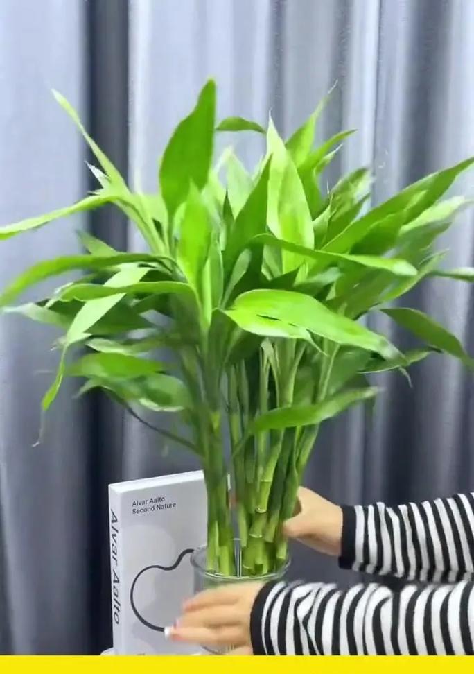 冬天富贵竹的养护要点是什么？