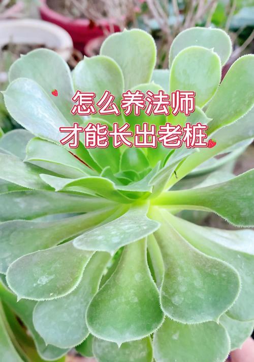 老桩盆景的培养方法是什么？如何培养老桩？