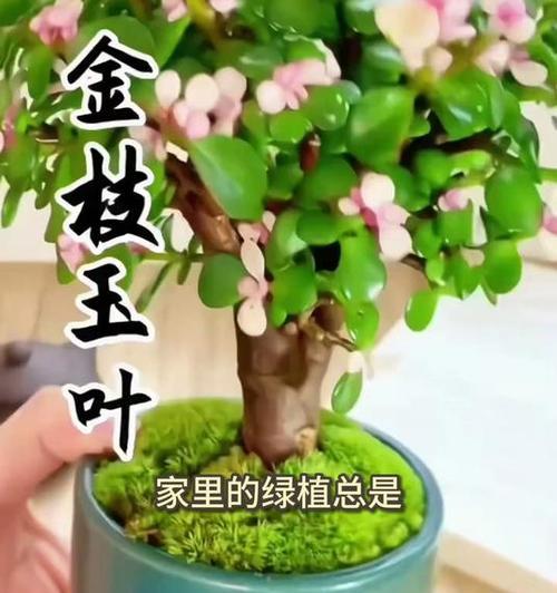 老桩盆景的培养方法是什么？如何培养老桩？