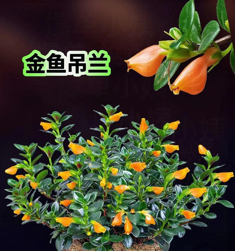 吊兰的养殖方法是什么？如何保持其叶片翠绿？