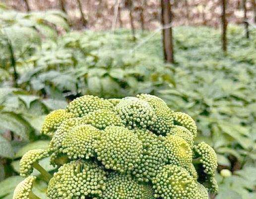 三七花的养殖方法是什么？