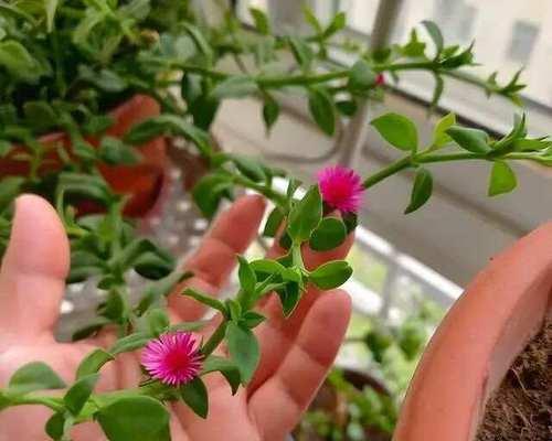 三七花的养殖方法是什么？