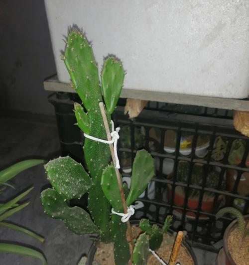 仙人掌有多少种？如何选择适合自己的仙人掌品种？