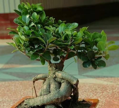 榕树品种有哪些？榕树的种植和养护技巧是什么？