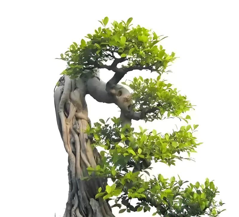 榕树品种有哪些？榕树的种植和养护技巧是什么？
