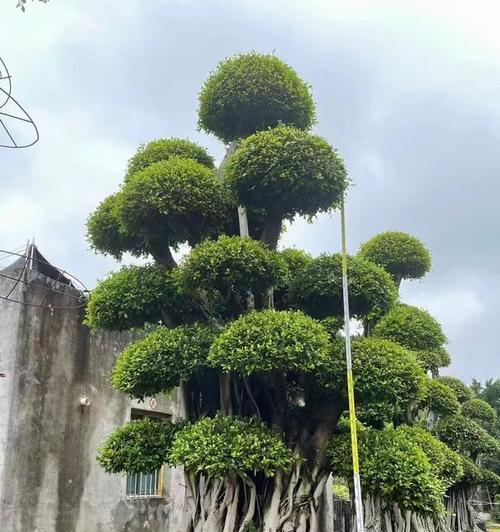 榕树品种有哪些？榕树的种植和养护技巧是什么？