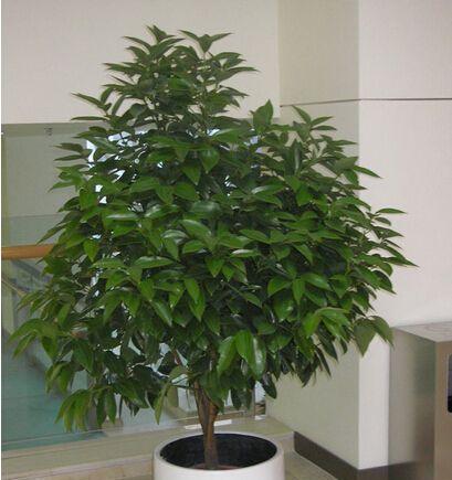 什么植物适合放在办公室？办公室绿化植物的选择与好处？