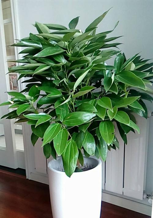 什么植物适合放在办公室？办公室绿化植物的选择与好处？