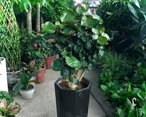 什么植物适合放在办公室？办公室绿化植物的选择与好处？