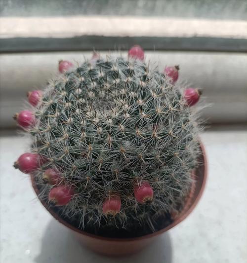 仙人球有哪些品种适合家庭养殖？