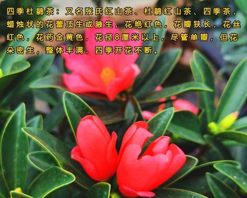 四季莲的养殖方法是什么？怎样才能四季开花？