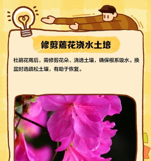 杜鹃花修剪的最佳时机是什么时候？
