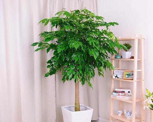 办公室环境适合哪些盆栽植物？它们有什么好处？