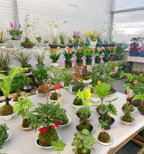 办公室环境适合哪些盆栽植物？它们有什么好处？