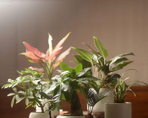 办公室环境适合哪些盆栽植物？它们有什么好处？