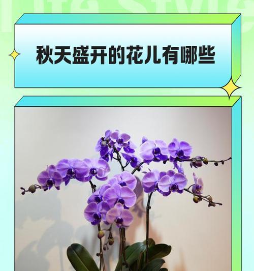 秋天有哪些花卉盛开？如何选择适合秋季的花卉？