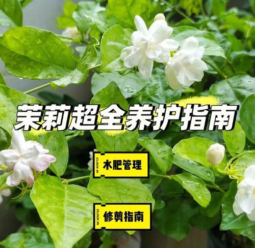茉莉花的养殖技巧和注意事项是什么？