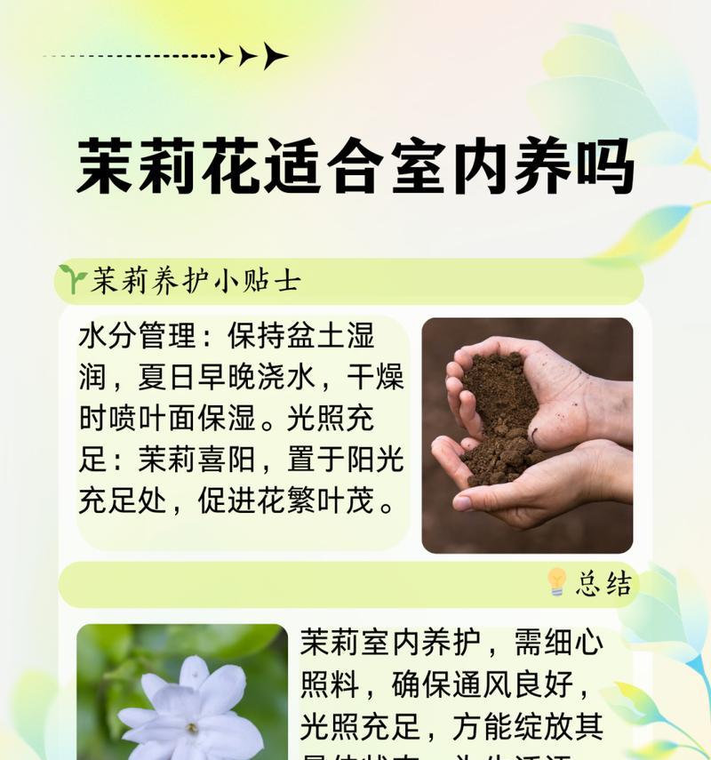 茉莉花的养殖技巧和注意事项是什么？