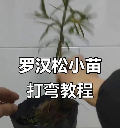 盆栽植物造型的技巧和步骤是什么？