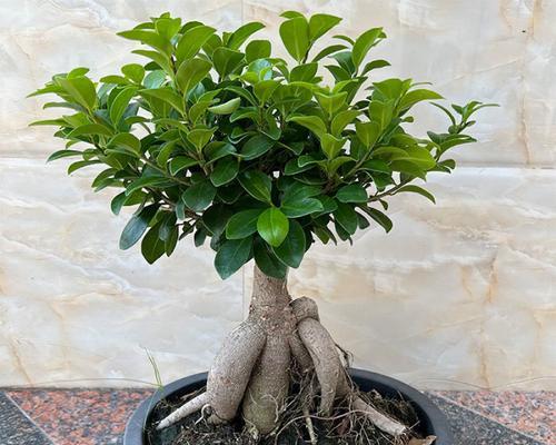 盆栽植物造型的技巧和步骤是什么？