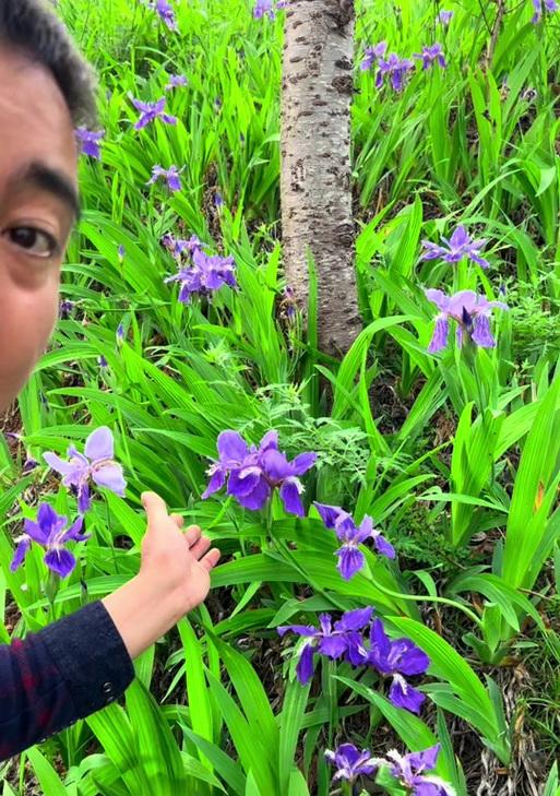 鸢尾花的最佳种植季节是什么时候？种植时应注意什么？