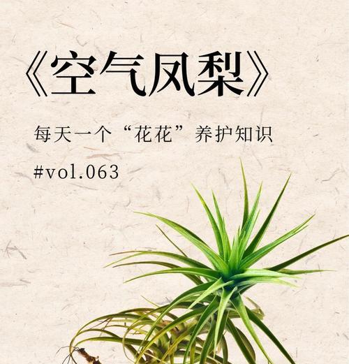 空气凤梨有多少种品种？如何养护空气凤梨？