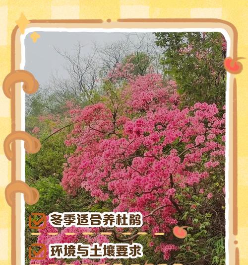 杜鹃花种植需要注意哪些事项？